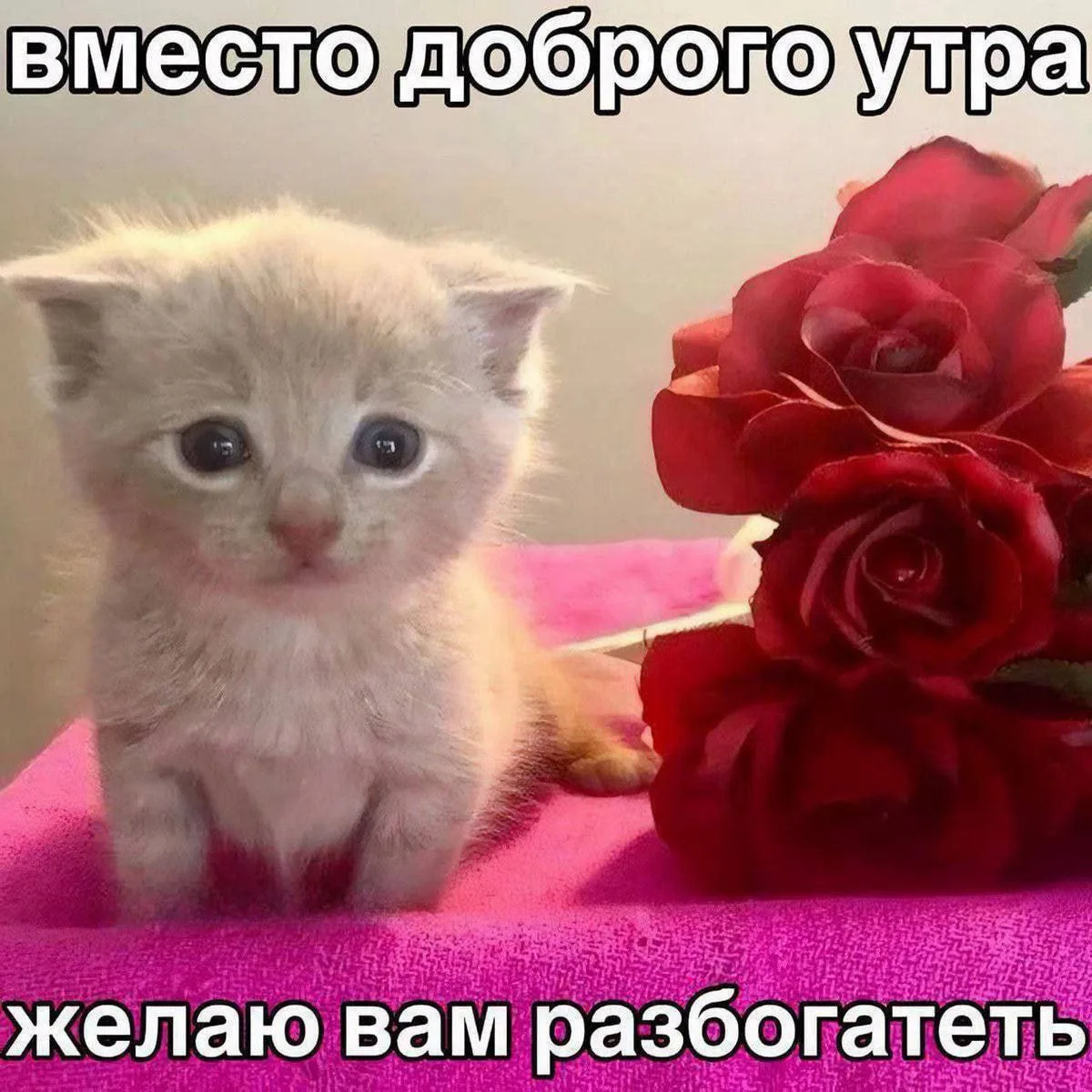 Добрые мемы — отвлекись от токсичности и злобы вокруг