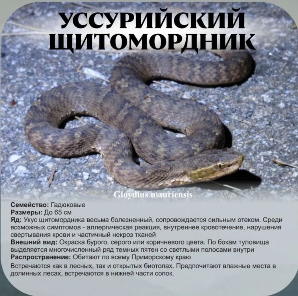 Уссурийский щитомордник: Таежный хищник с ядовитой хваткой