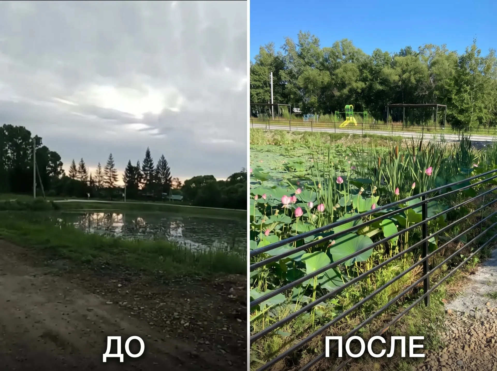 ☀️ В поселке Сита жители могут безопасно любоваться цветущими лотосами