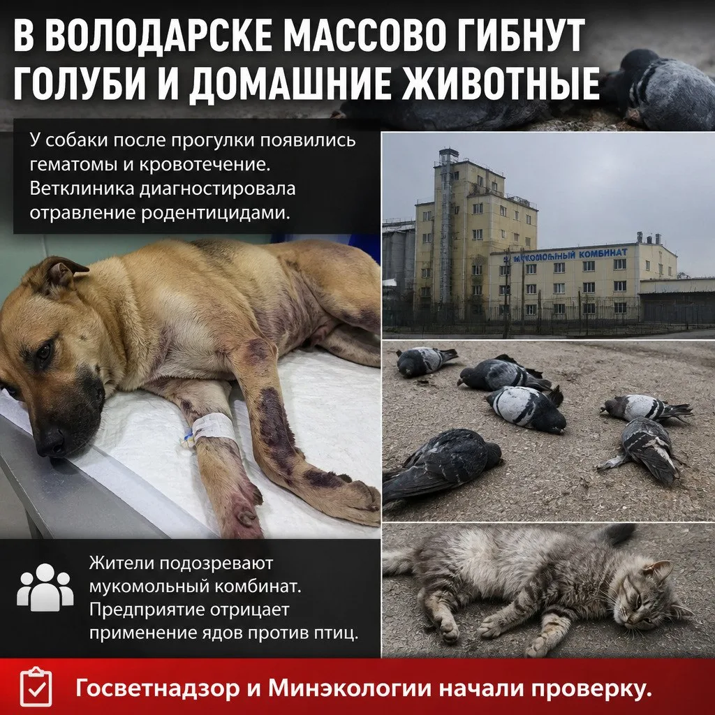 В Володарске массово гибнут голуби и домашние животные. У одной из собак после прогулки...