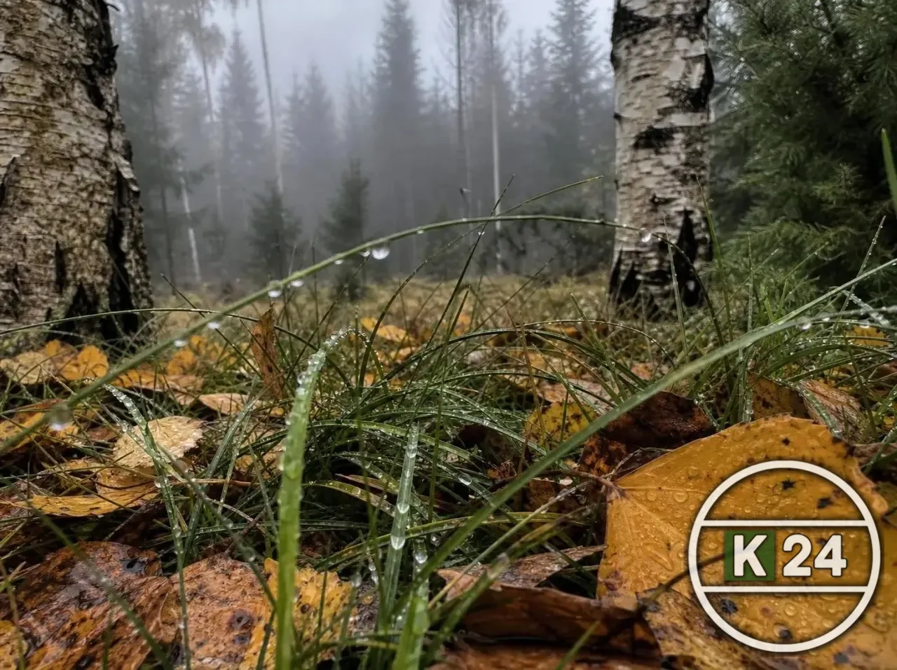 🌦️ Кингисепп, доброе утро!