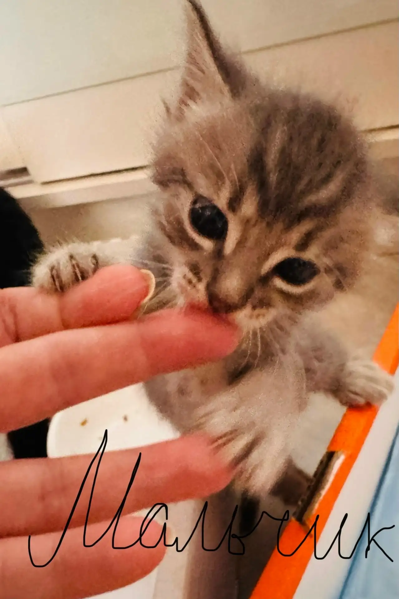 Милые пушистики🥰 ищут мам и пап, родились месяц назад от домашней кошки  2 девочки и 3...