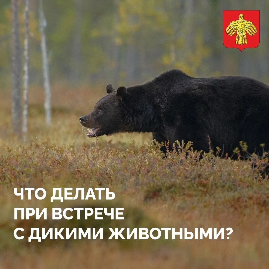 🫎🐻🦊В Коми вновь участились случаи выхода диких животных к населённым пунктам.
