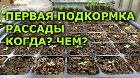 Первая подкормка рассады проводится через 10–14 дней после пикировки или при появлении ...