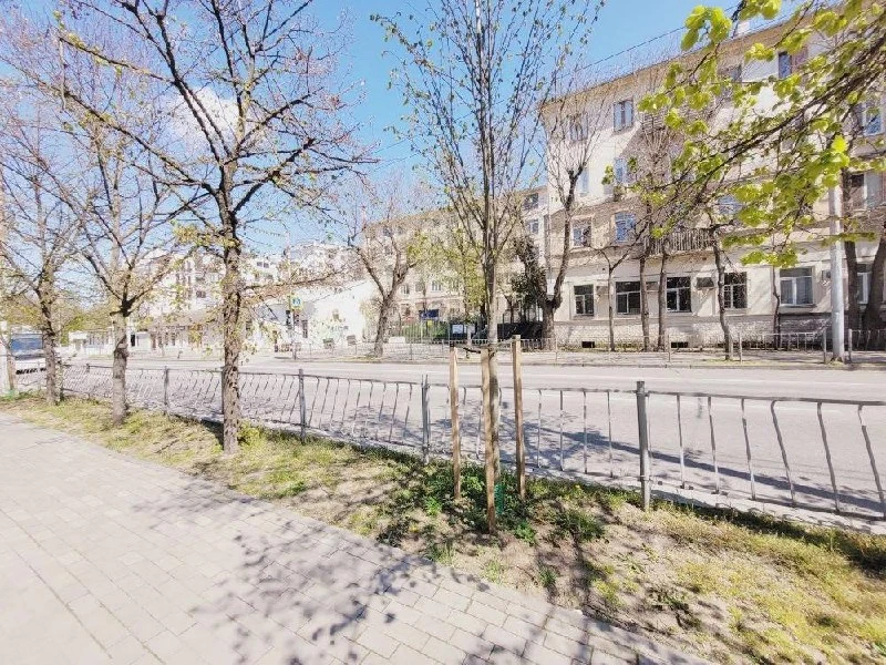 Молодые липы на улице Гоголя, которые мы посадили в прошлом году, выпустили первые листочки   В дека