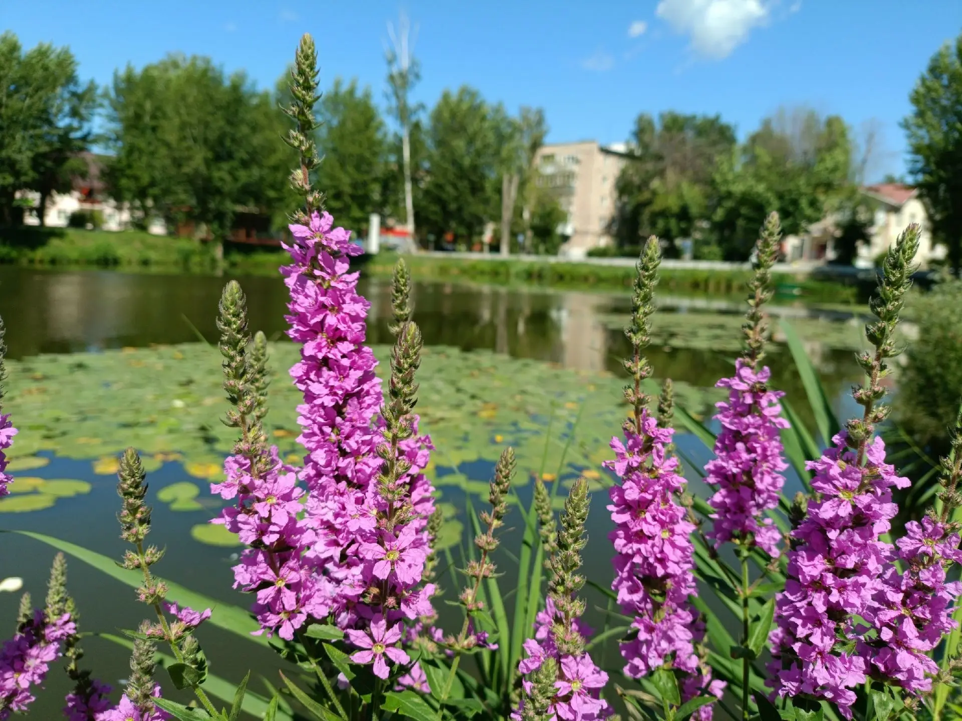 Доброе утро, город! 🌸