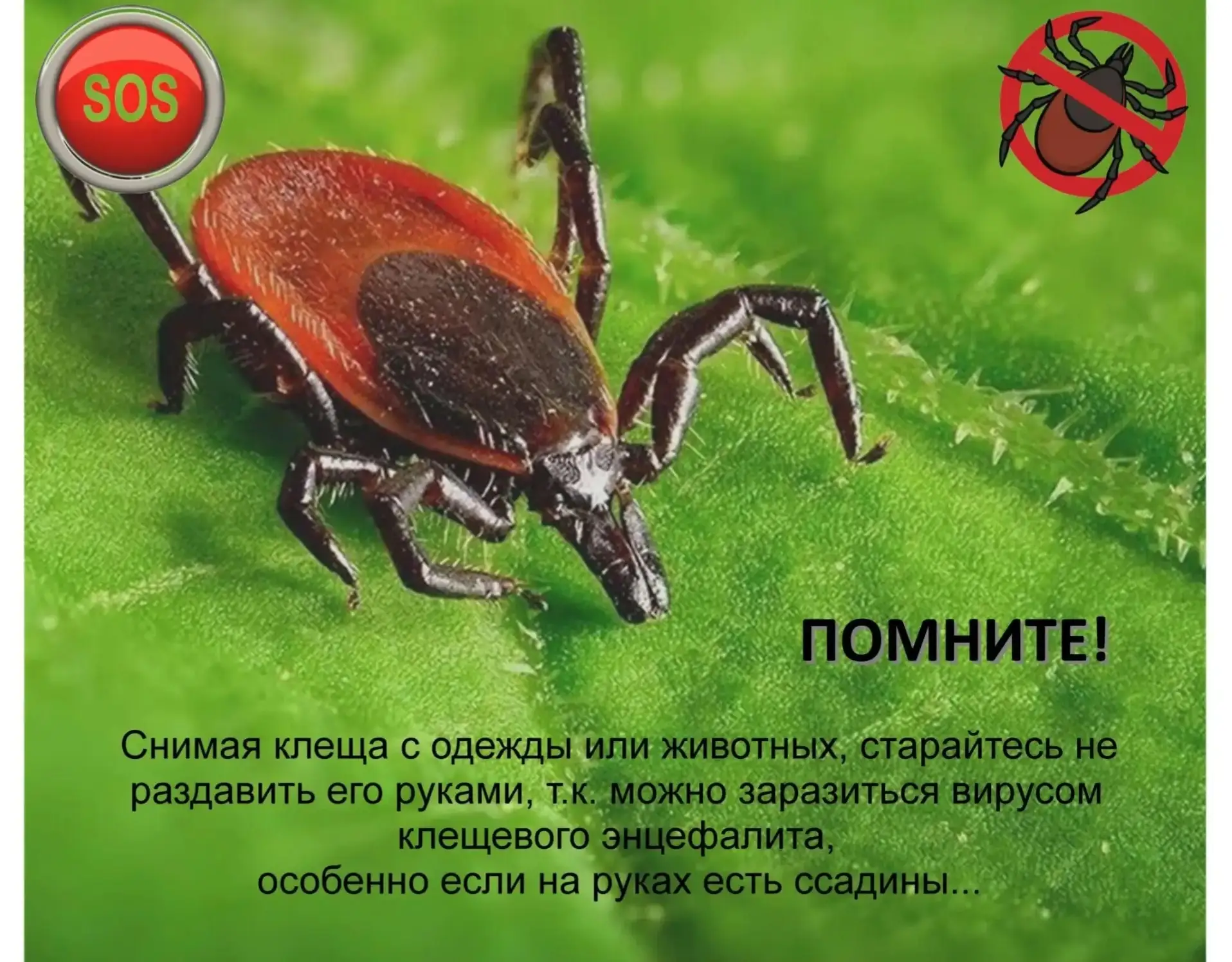 ❗Весенняя угроза: как защититься от укусов клещей  С наступлением весны и пробуждением природы возра