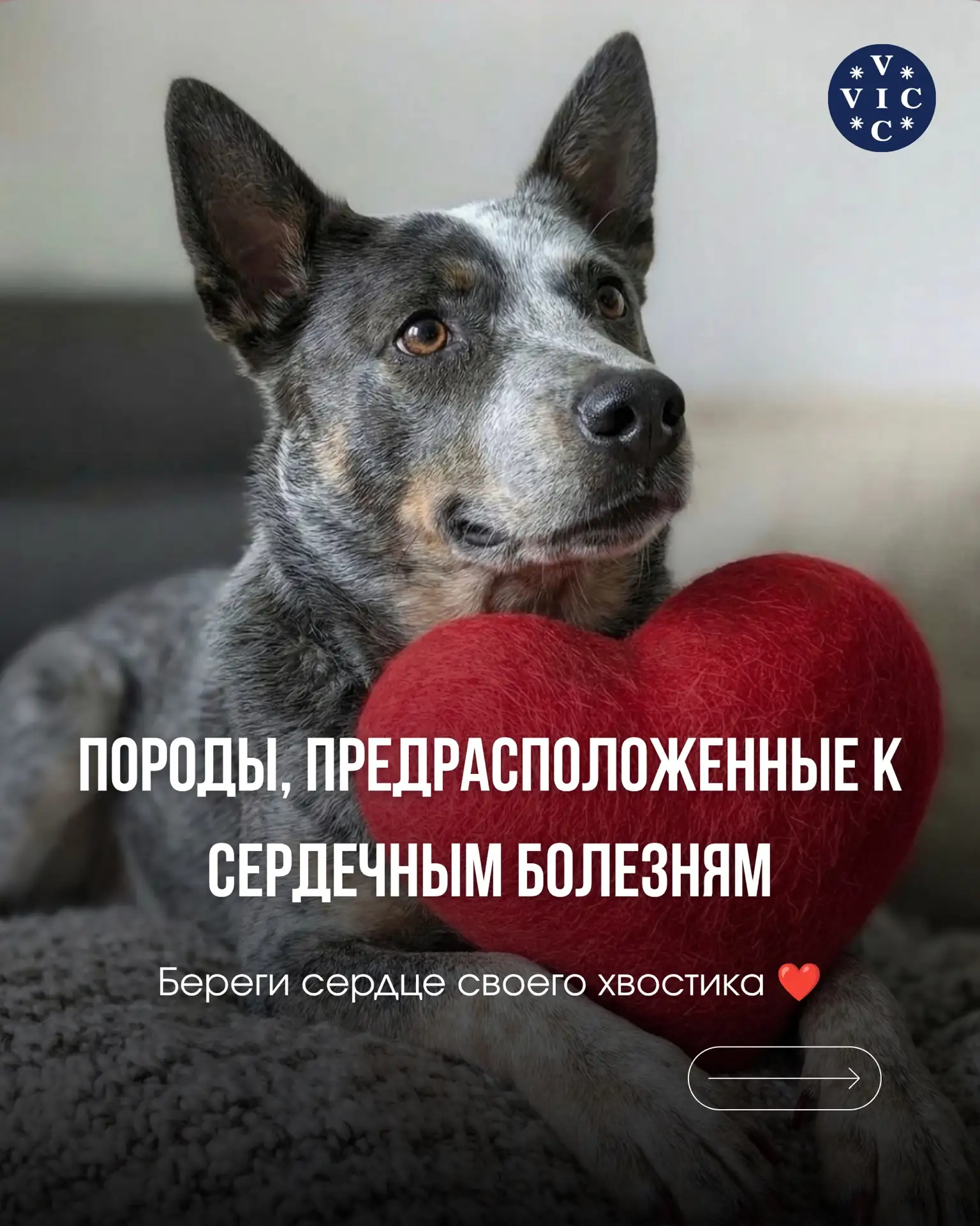 1. Кавалер-кинг-чарльз-спаниель
