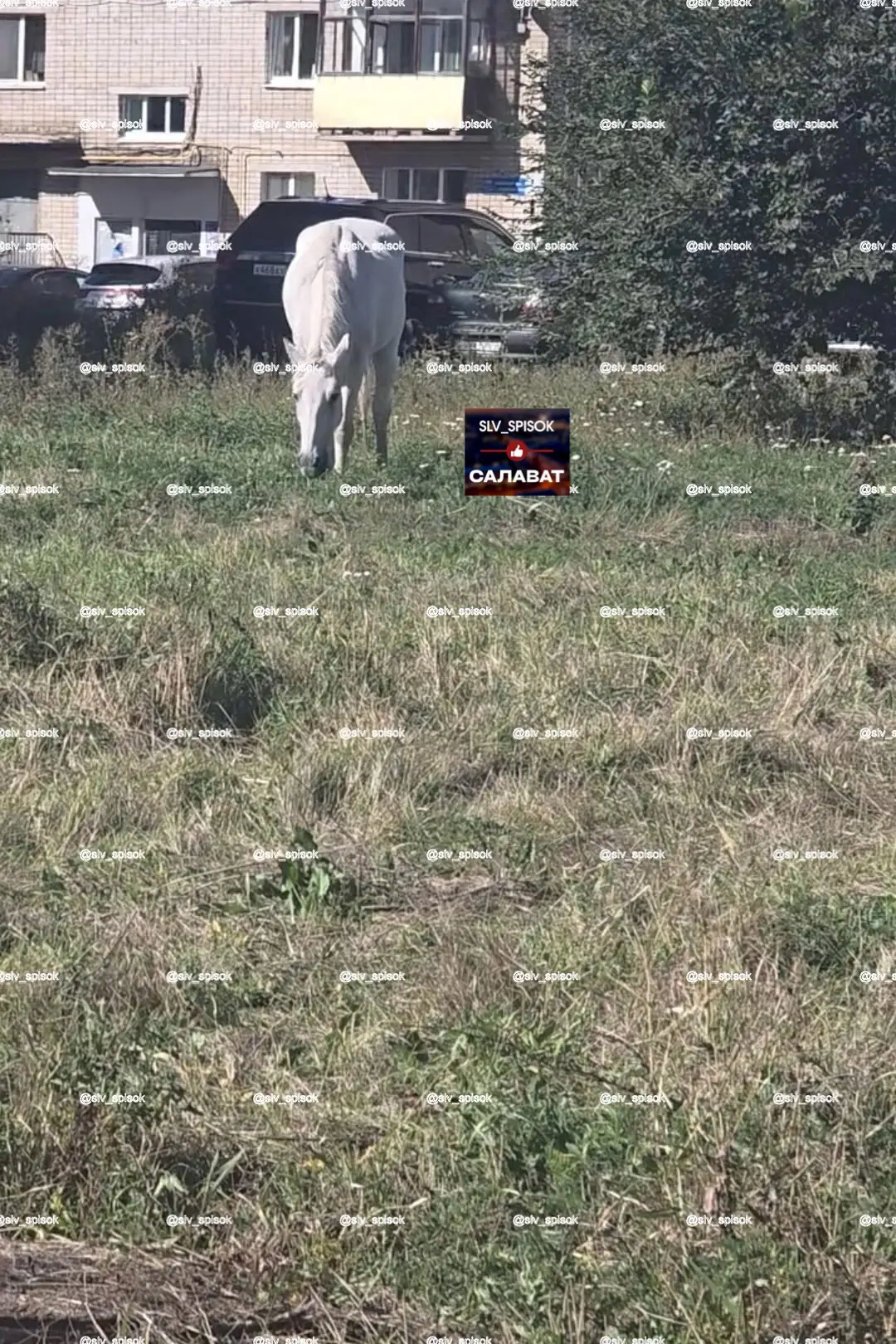 🐴 В Салавате гуляет белая лошадь: принц в поисках своего скакуна!