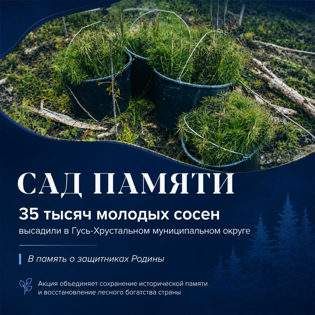 🌱 Владимирская область вновь присоединилась к международной акции «Сад памяти». В Гусь...