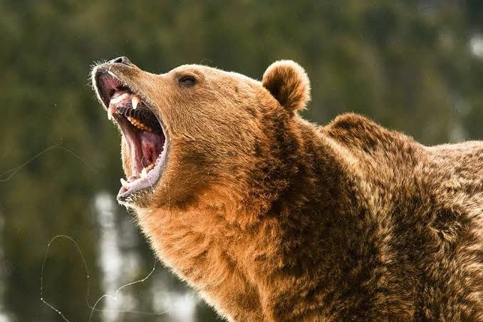 11 опасных медведей отстреляют на Камчатке

Минлесхоз подготовил документы на отстрел 11 медведей, п