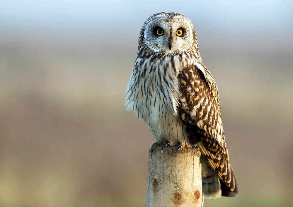 📌ЗНАЕТЕ ЛИ ВЫ, ЧТО..?

🦉Совы обладают феноменальным слухом. Он позволяет им с высокой точностью оп