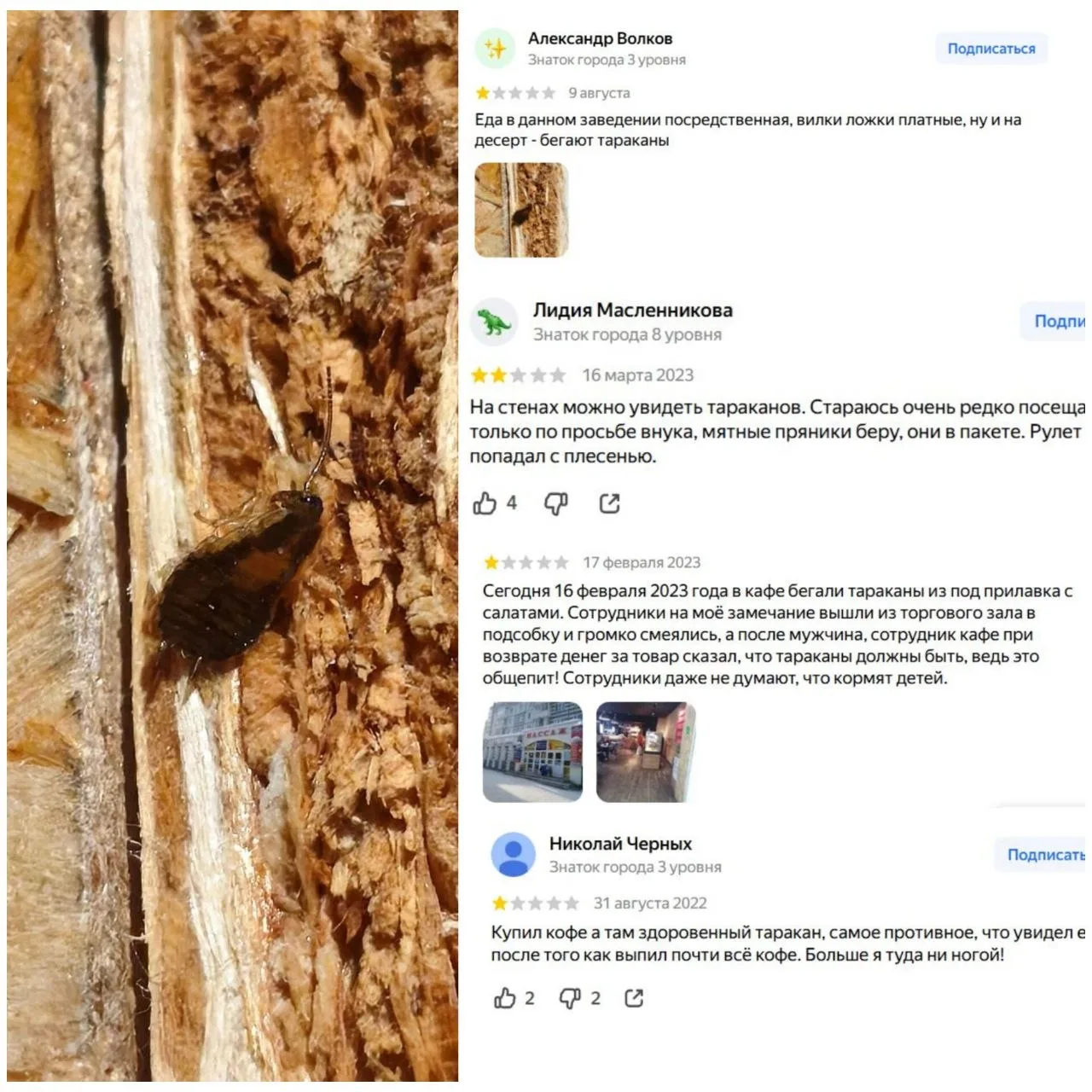 На тараканов в магазине-кулинарии «Мама наготовила» на Ленина жалуются сыктывкарцы. Сег...