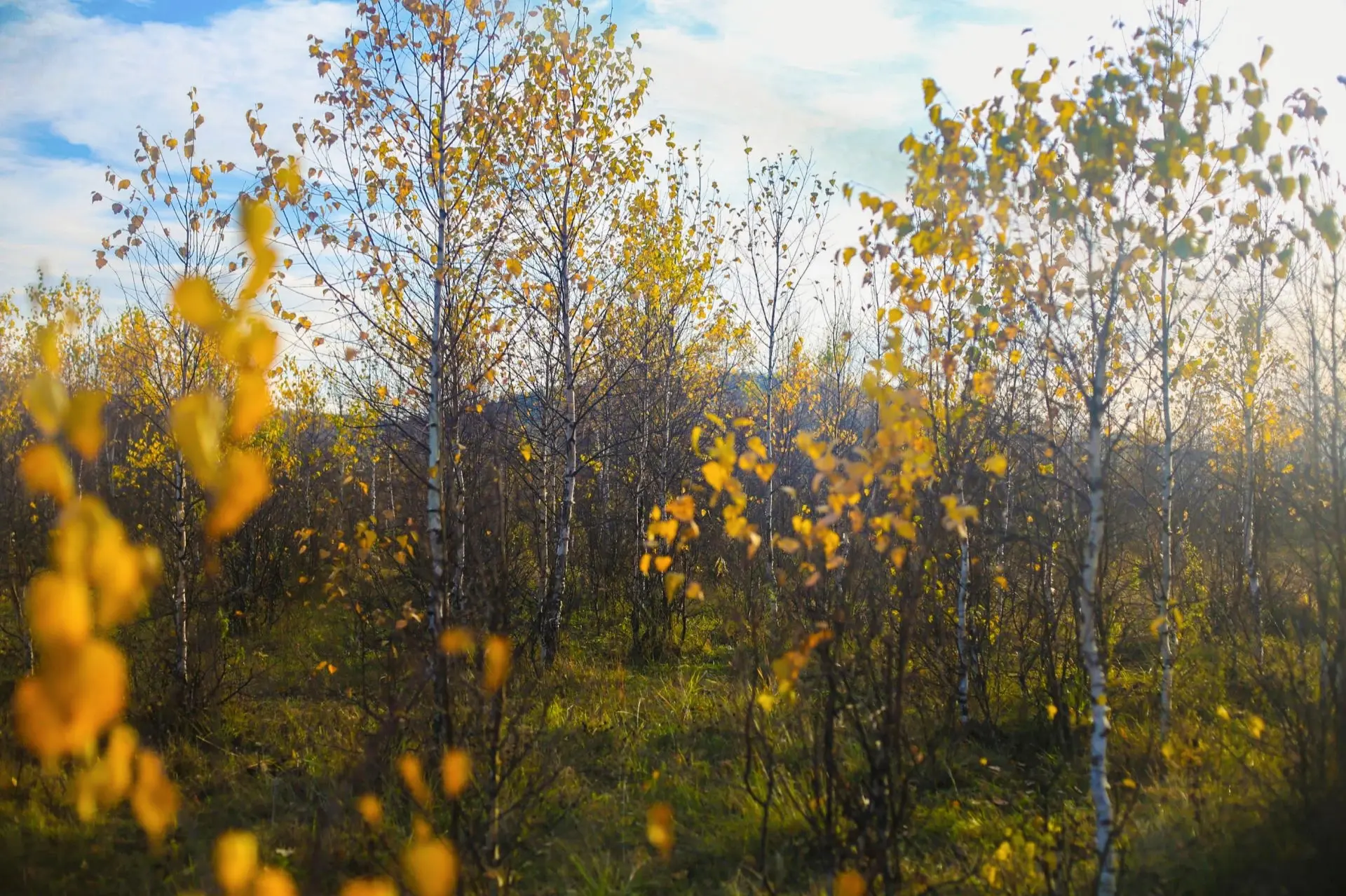 🍁Краски золотой осени —