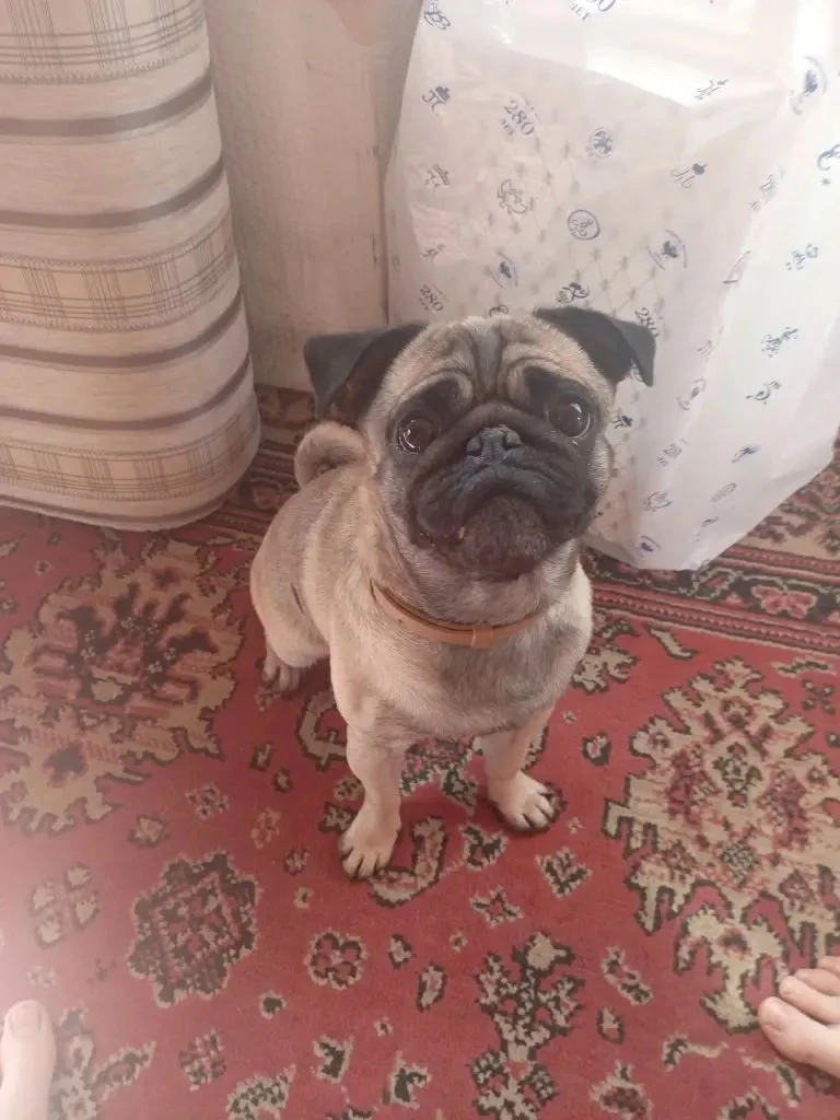 Молли, 4 года, СПБ