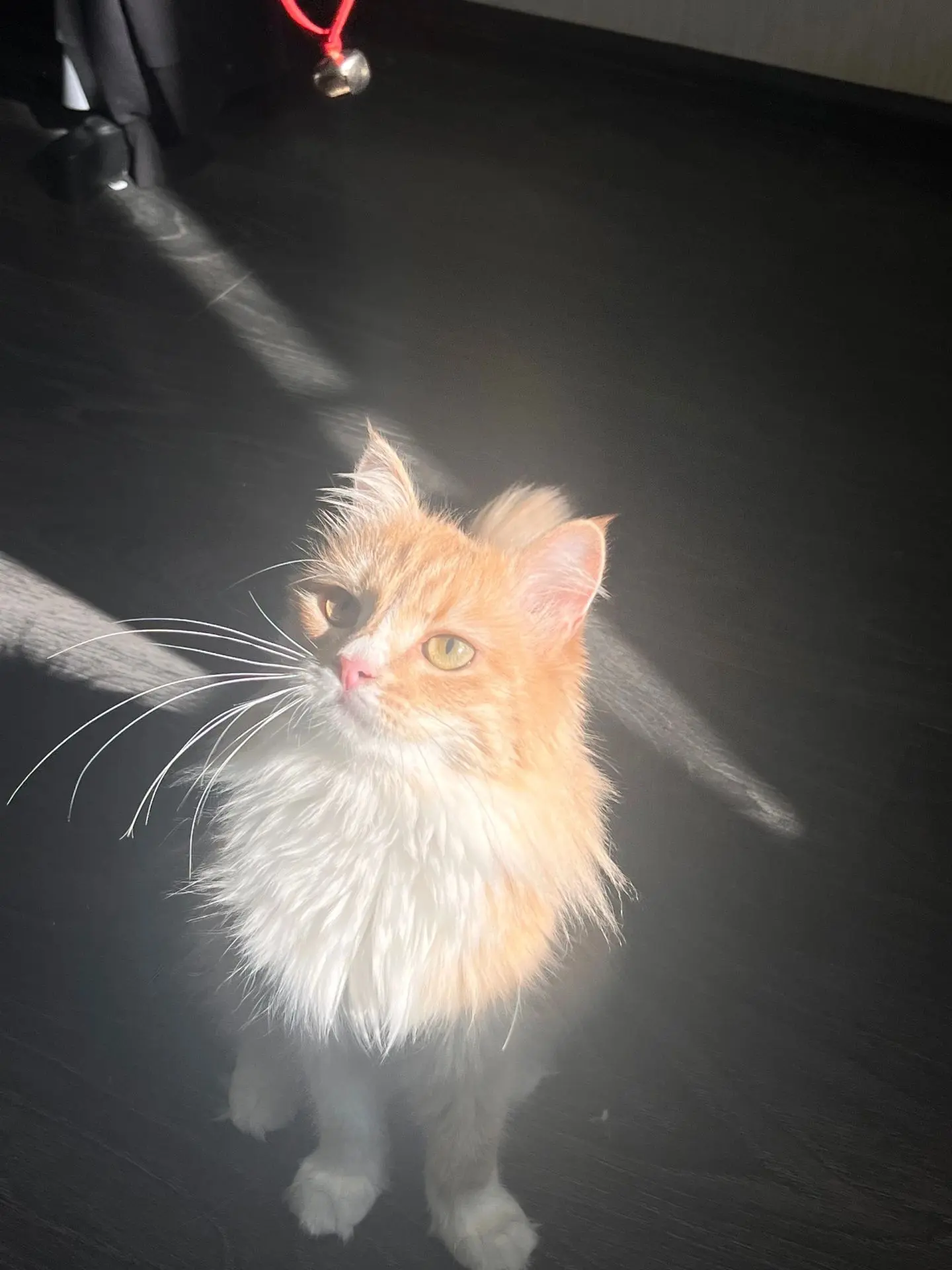 🐈Никто не видел такую кошку? видела пост, что сбили на заводской рыжую с белым кошечку...