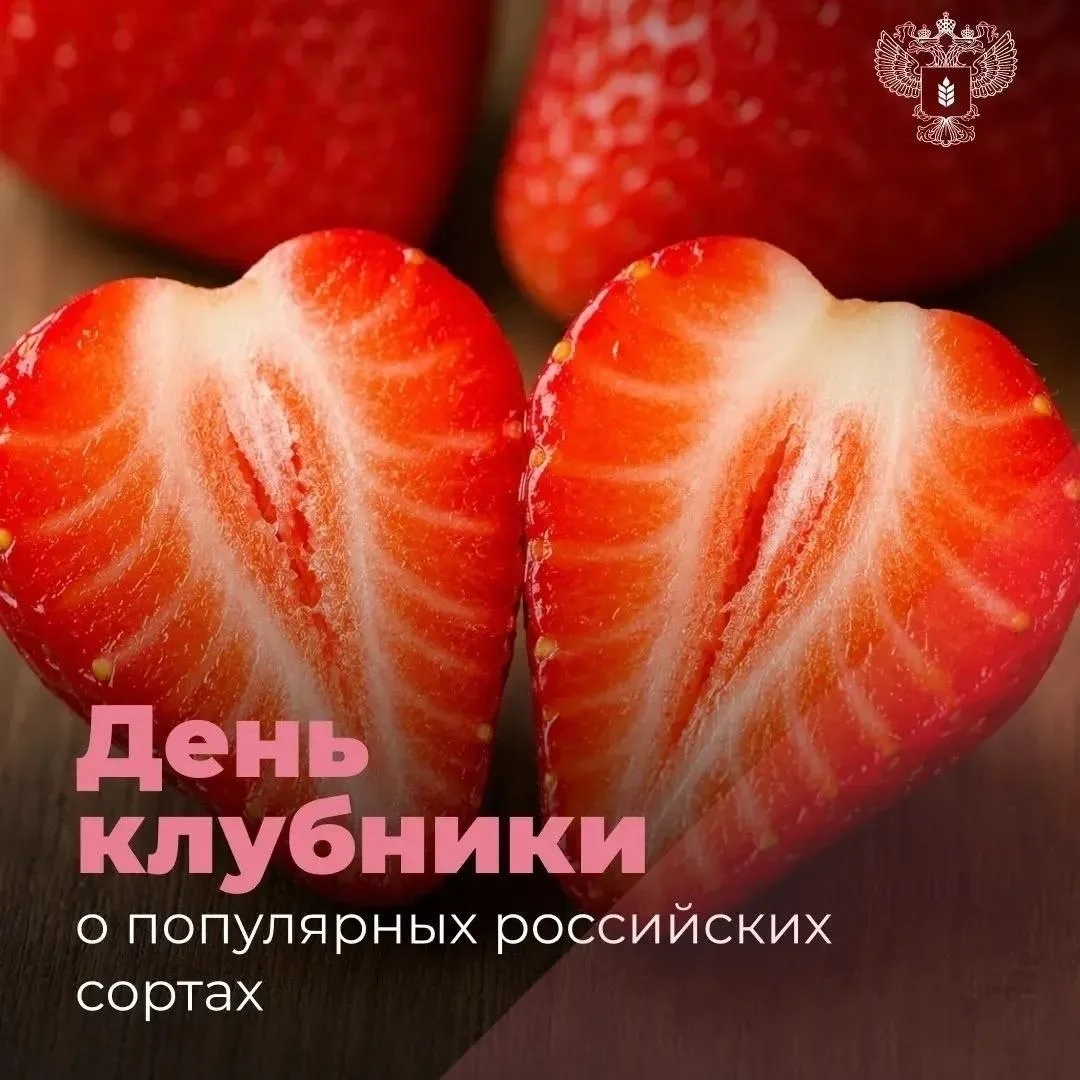 🍓 Российская клубника выходит в топ  

В магазинах всё чаще появляется клубника российских сортов. 