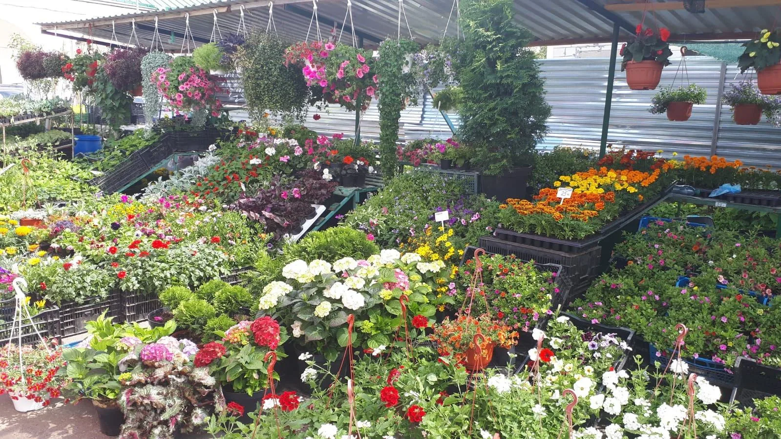 🌺Всех любителей цветов приглашаем на ярмарку по адресу: ул. Островского рядом с Куколь...