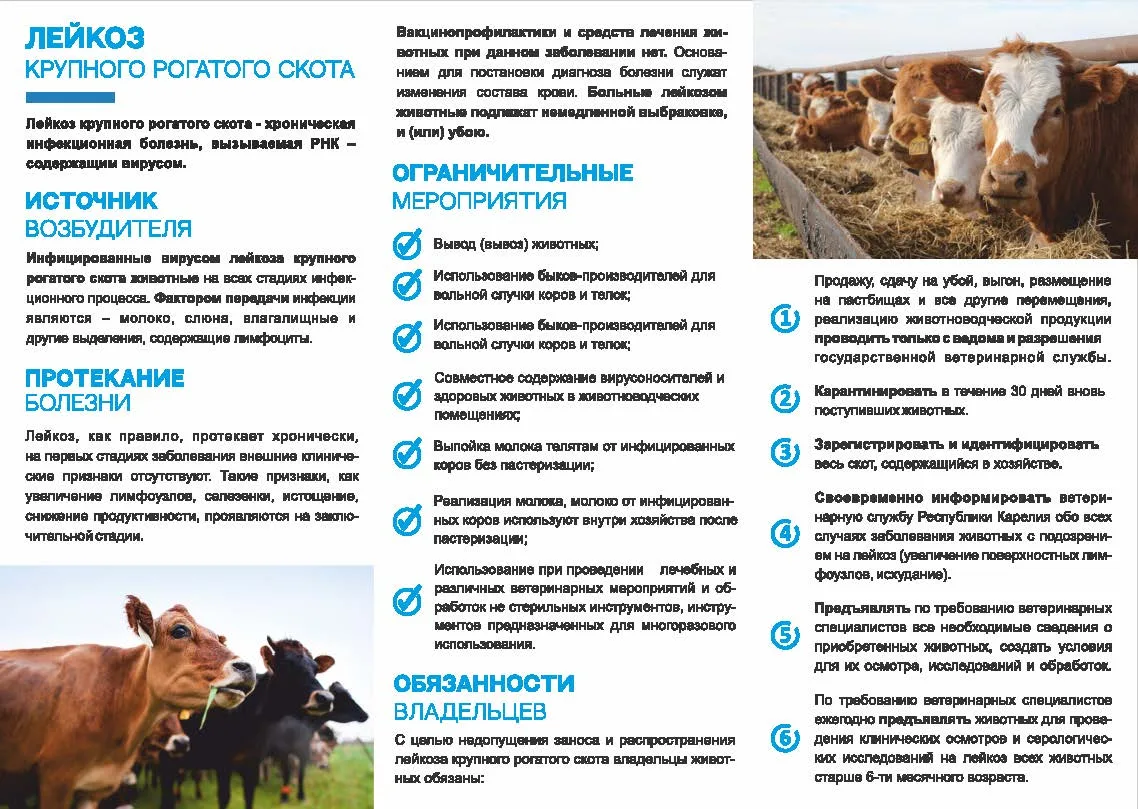 Лейкоз крупного рогатого скота (КРС) — это хроническое инфекционное заболевание, которо...