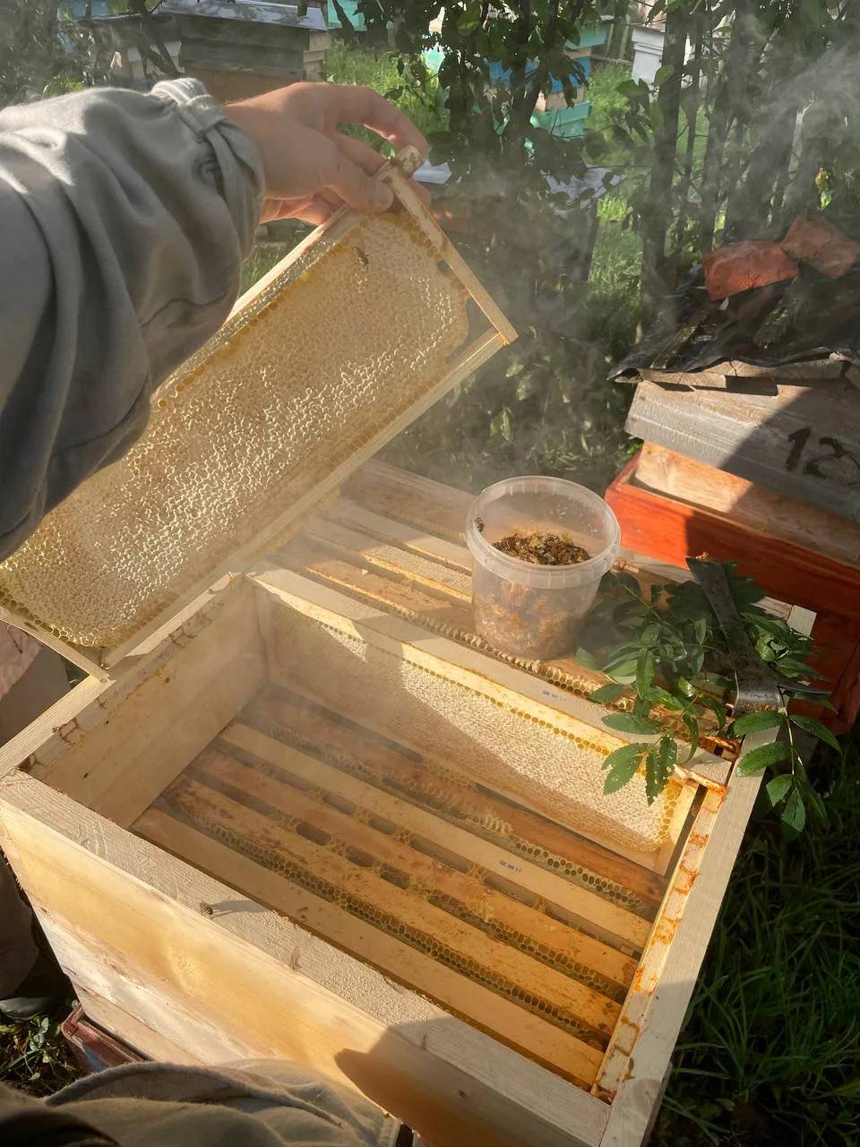 Сотовый мёд — мёд в его естественной форме 🐝