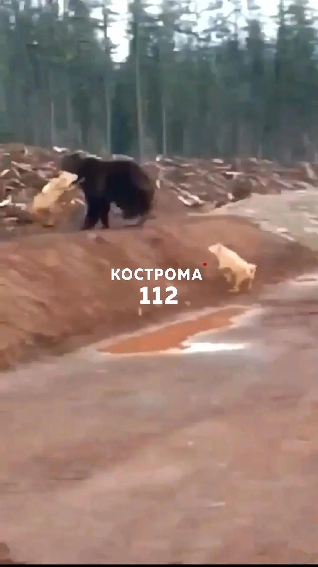 В Костромских пабликах распространяется видео, которое подписывают как снятое якобы в С...