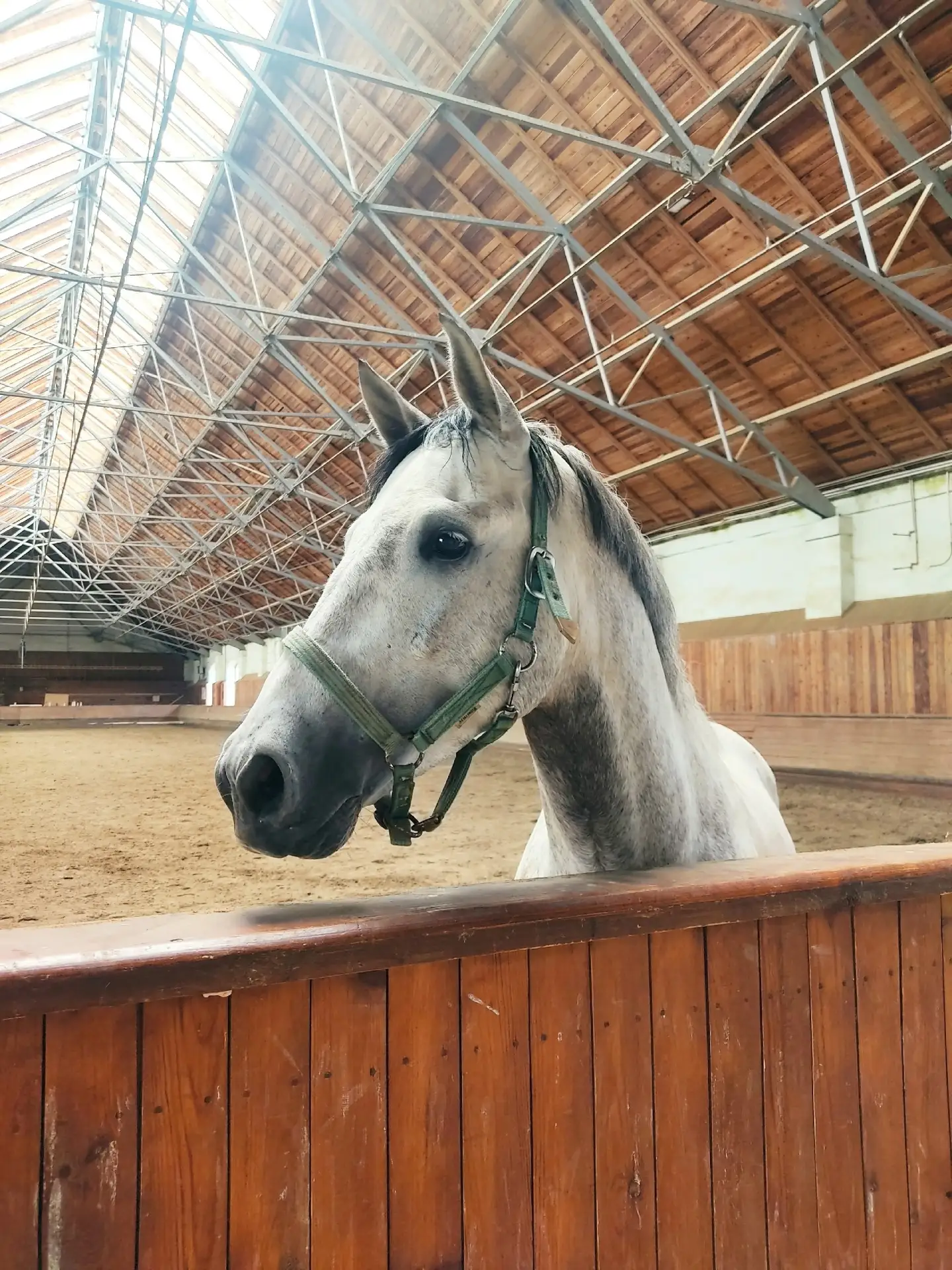 Меня очень завораживают лошади 🐴 Это такииииие сила и свобода, но при этом и спокойствие.