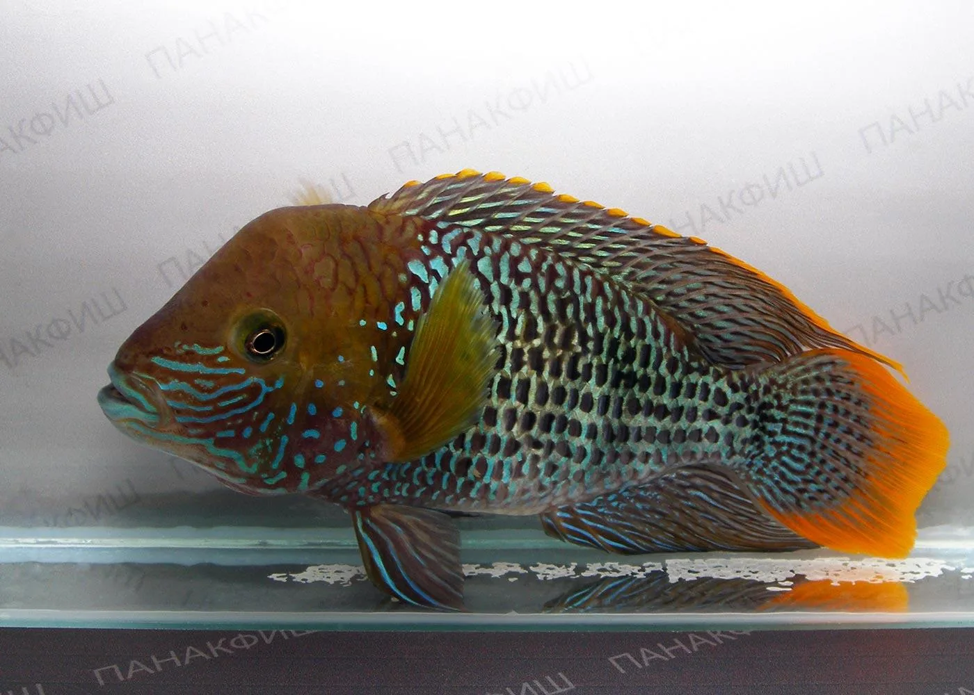 Акара бирюзовая (Aequidens rivulatus) - настоящая цихлида: эффектная, активная, всегда ...