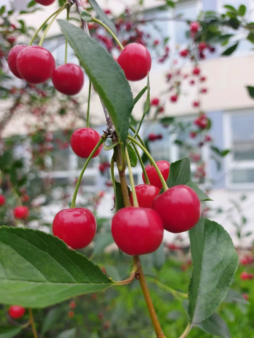 Ягодное лето🍒
Наш школьный сад, в этом году, радует не только цветением, но и пока совсем маленьким