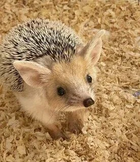 😍Ушастый ёж - удивительное животное, которое выделяется среди своих сородичей длинными...