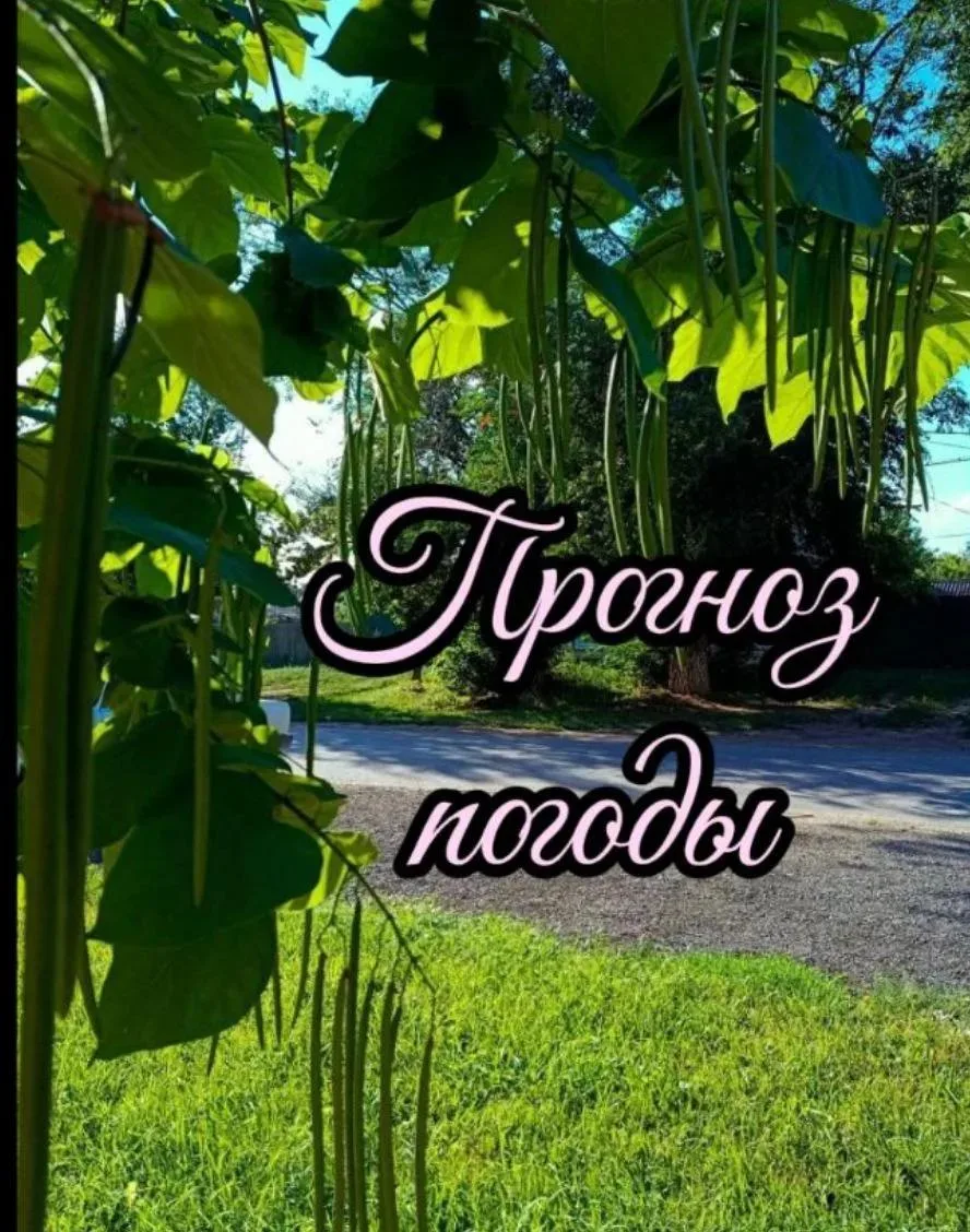 ⚡ Прогноз погоды в Саратовской области на 7 августа 2026 года.