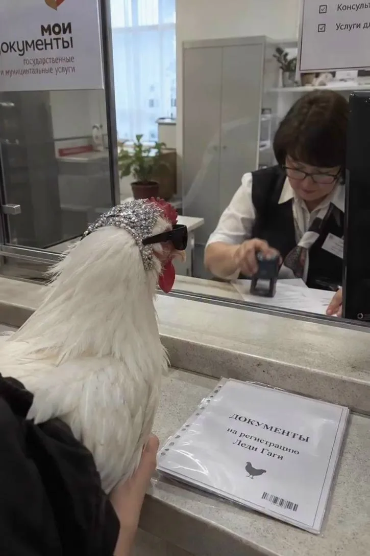 🐓Россияне понесли кур в МФЦ из-за обязательного учёта домашней птицы. С 1 сентября хоз...