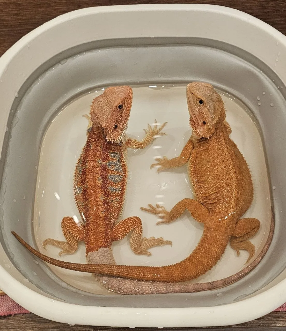 Фотопривет от девочек❤️