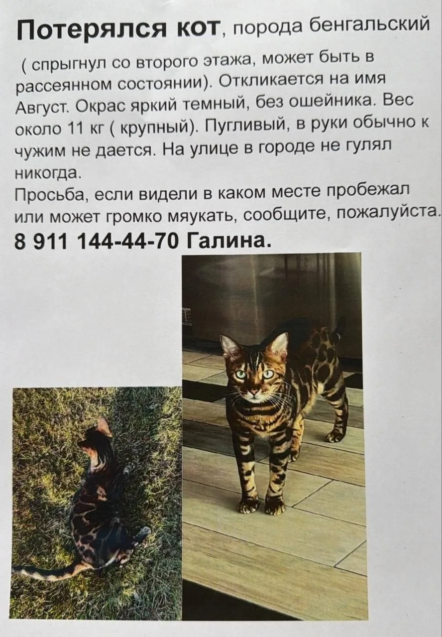 💬 Добрый день! 2го сентября потерялся кот 2я Никитинская 62.