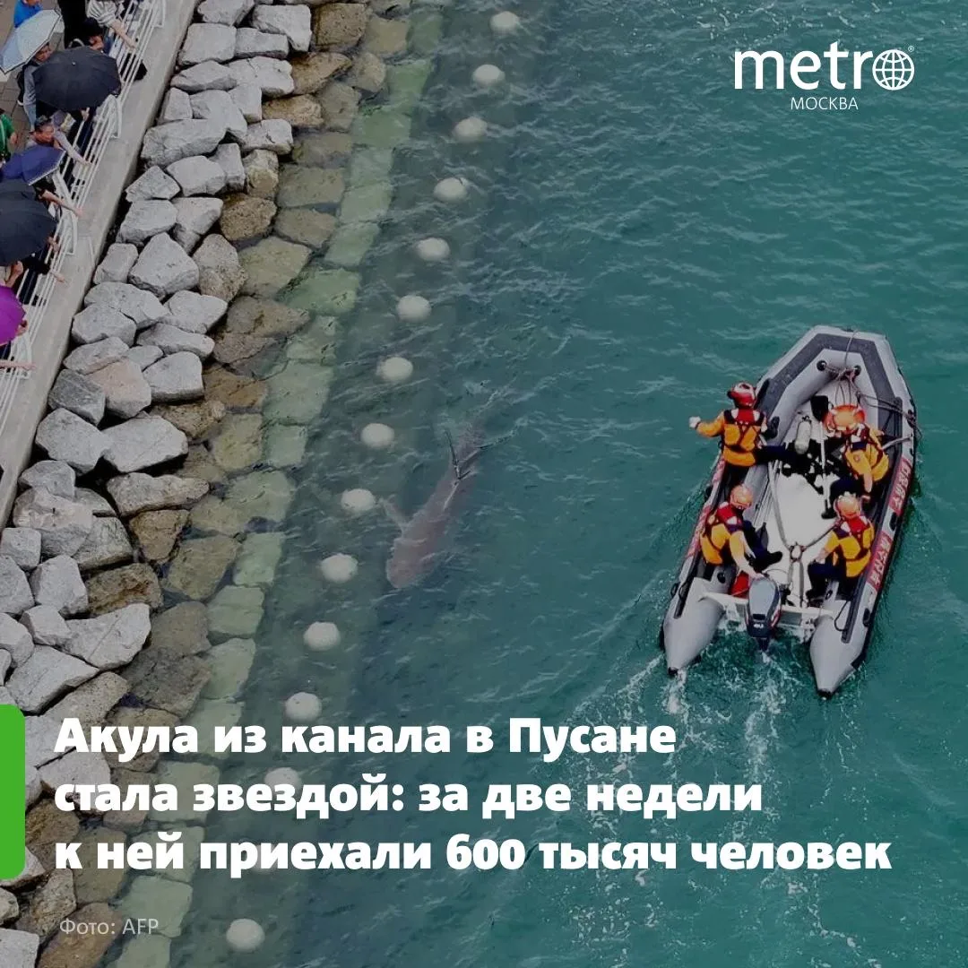 🦈 Акула из канала в Пусане стала звездой: за две недели к ней приехали 600 тысяч человек