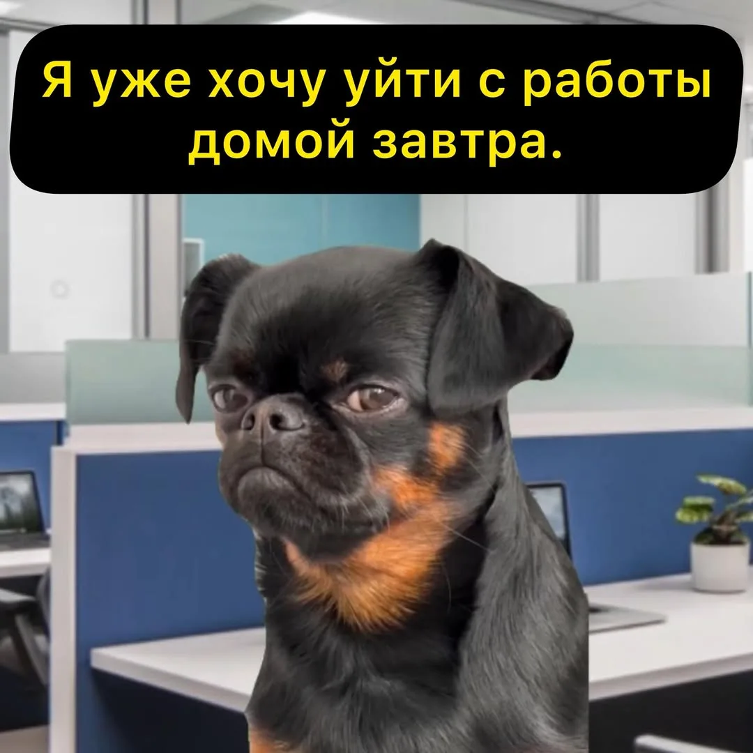 Ежик