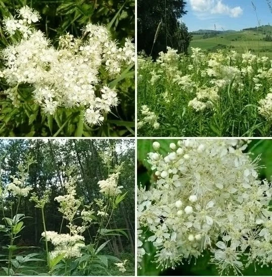 ТАВОЛГА или лабазник 🌿Приятный и своеобразный на вкус таволожный "печной" чай. Основа его — цветы и