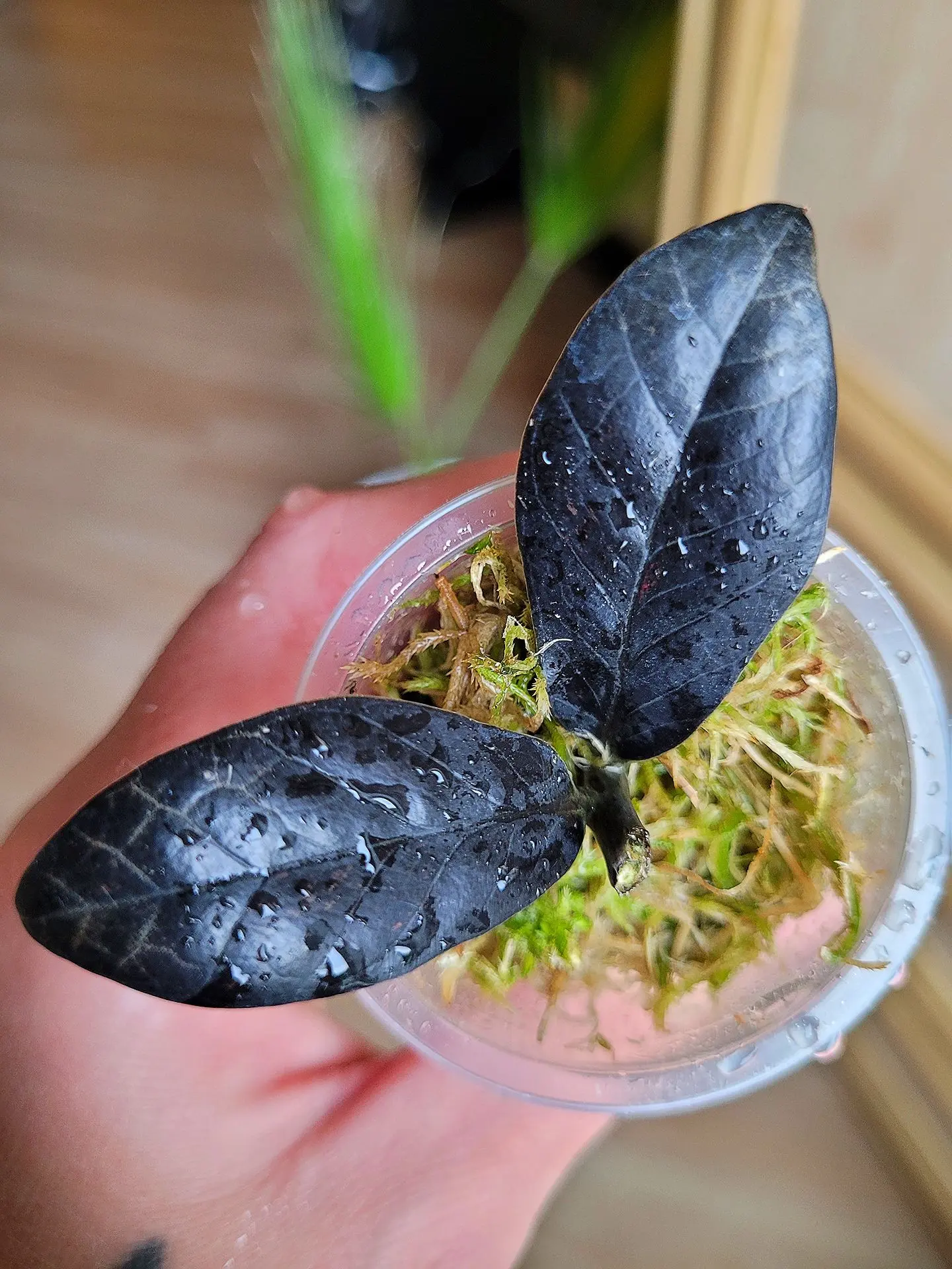 🔥Ого! Вот это супер результат укоренения!!! 
🌱 Есть точка роста, прекрасная корневая. 
🌿 Замиокул
