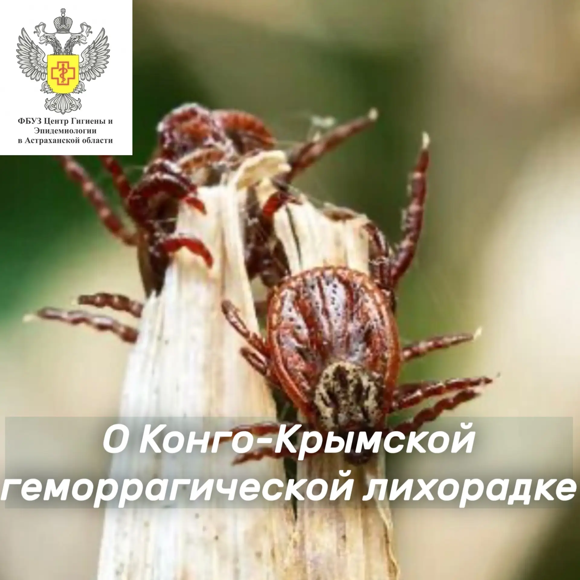 🕷️🩸 О Конго-Крымской геморрагической лихорадке (ККГЛ)