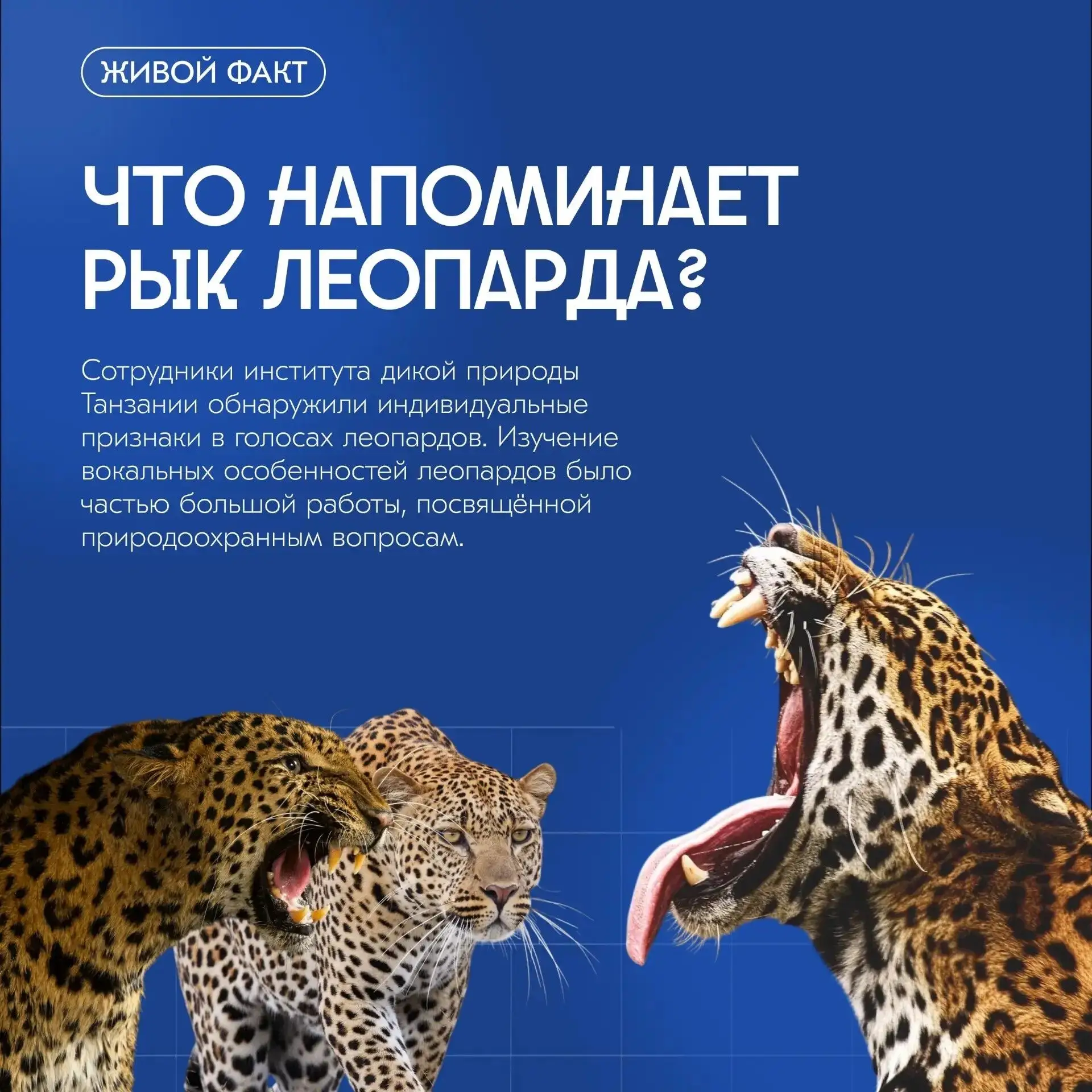 Леопард – краснокнижный вид, его надо охранять, чтобы охранять, нужно знать, где его и сколько живёт