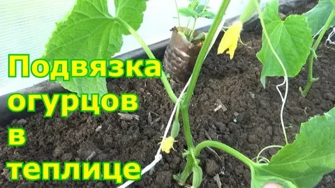 https://vkvideo.ru/clip-101079042_456240796?sh=4 25.05. Подвязка огурцов в теплице на ш...