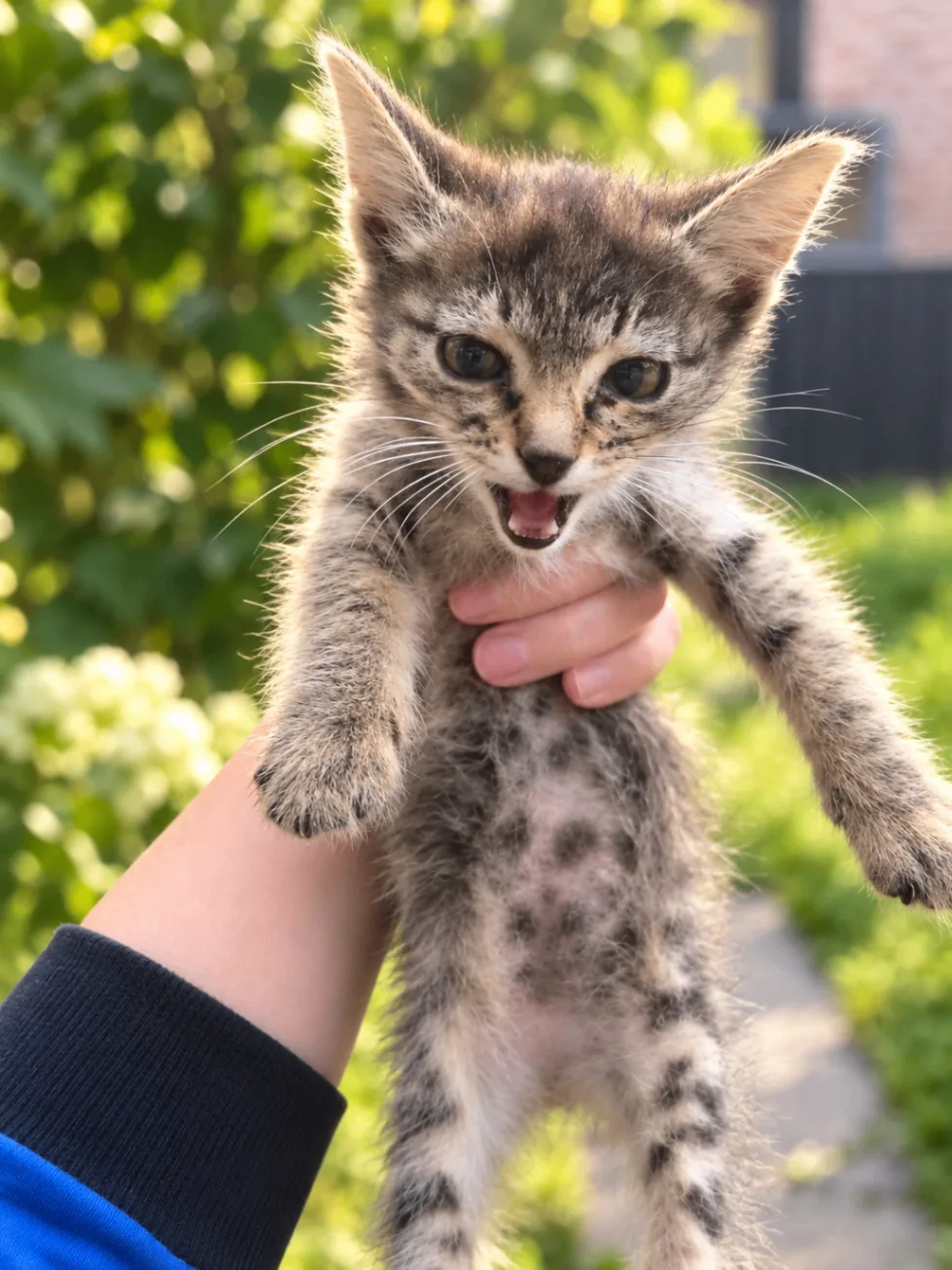 Котёнок в добрые руки