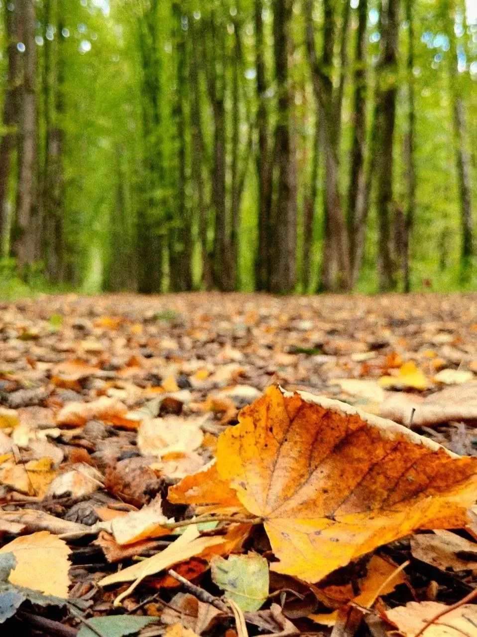 🍂 Доброе утро, друзья!