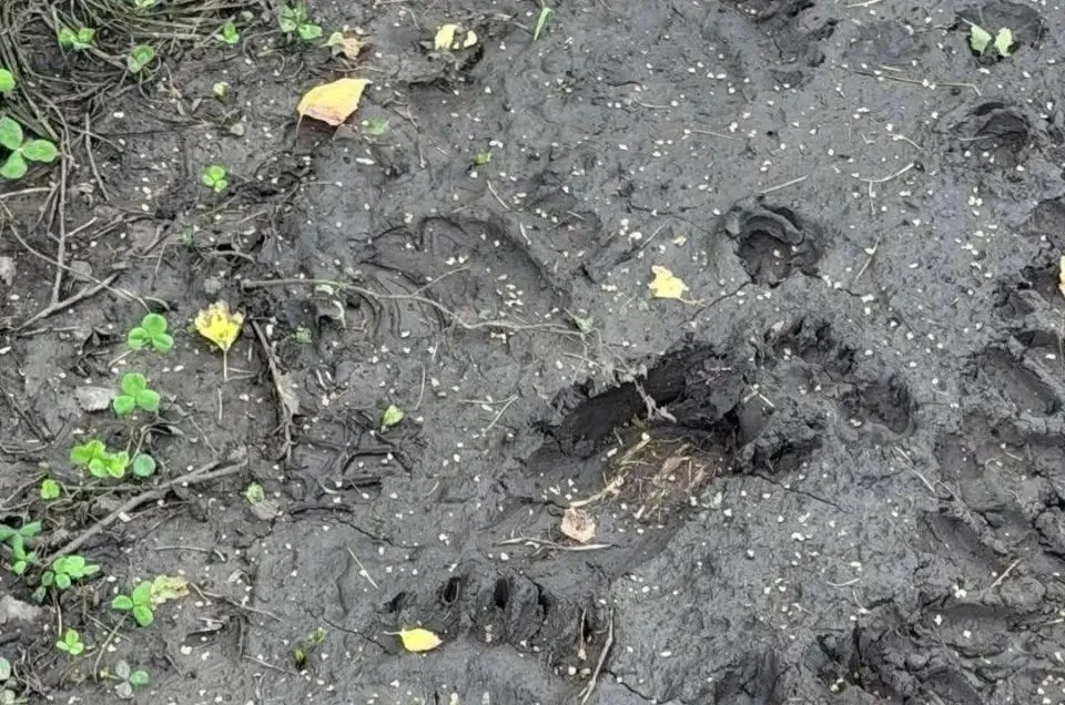 🐻 Под Красноярском медведей заметили сразу в трёх местах