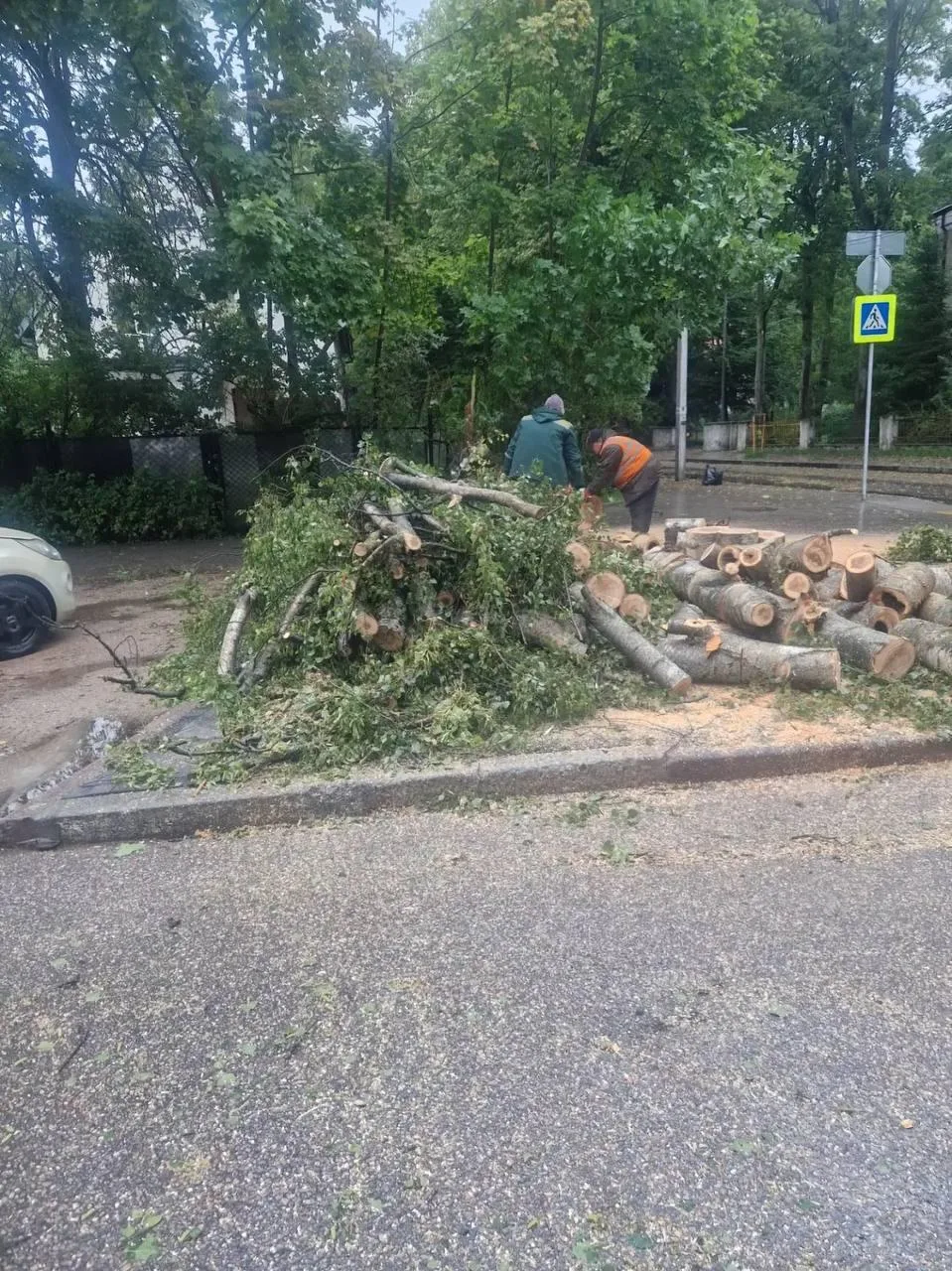 В Калининграде из‑за ветра (до 17 м/с) повалено 13 деревьев. Спасатели и коммунальщики ...