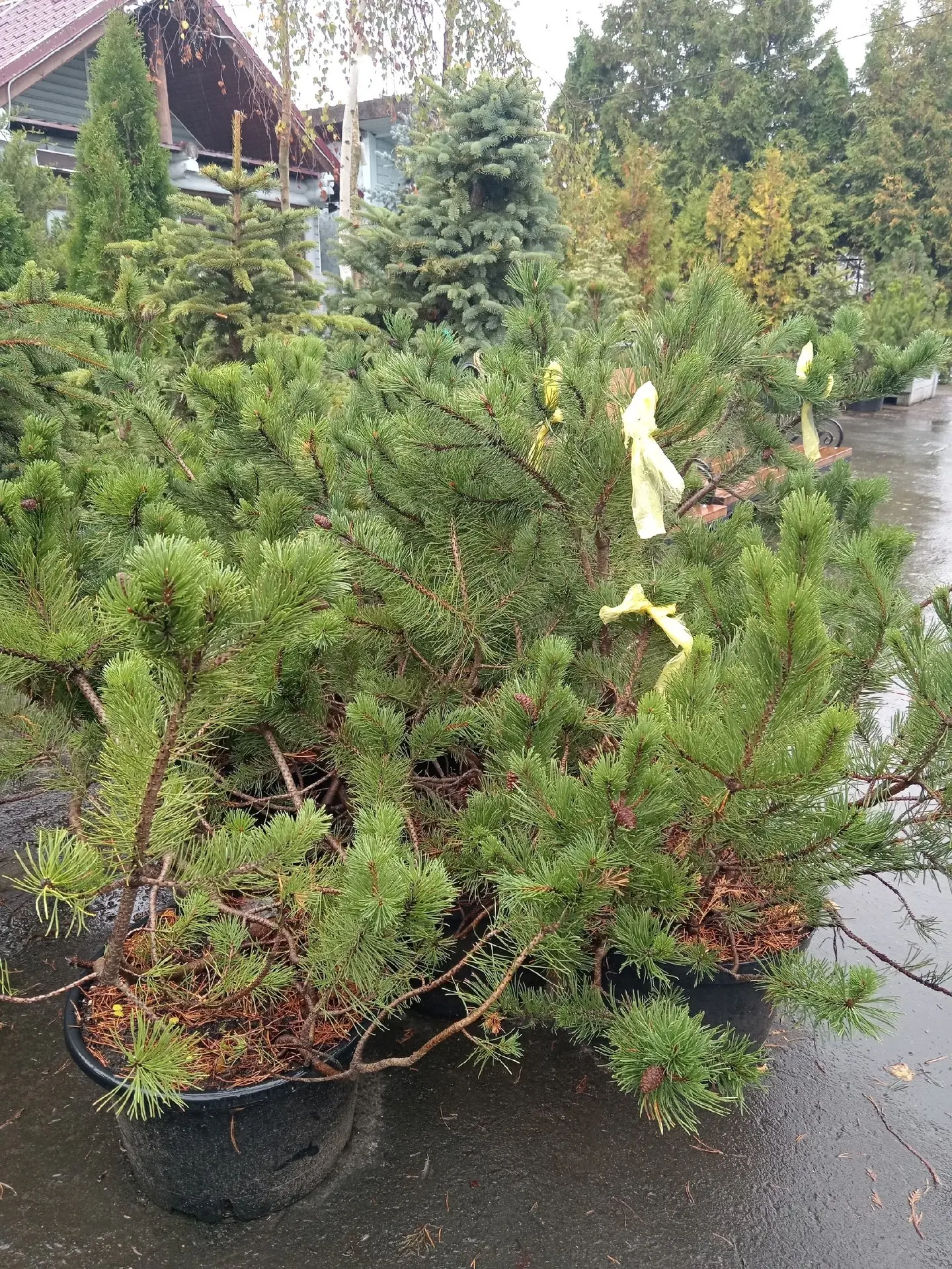 🌲 ГОРНЫЕ СОСНЫ.