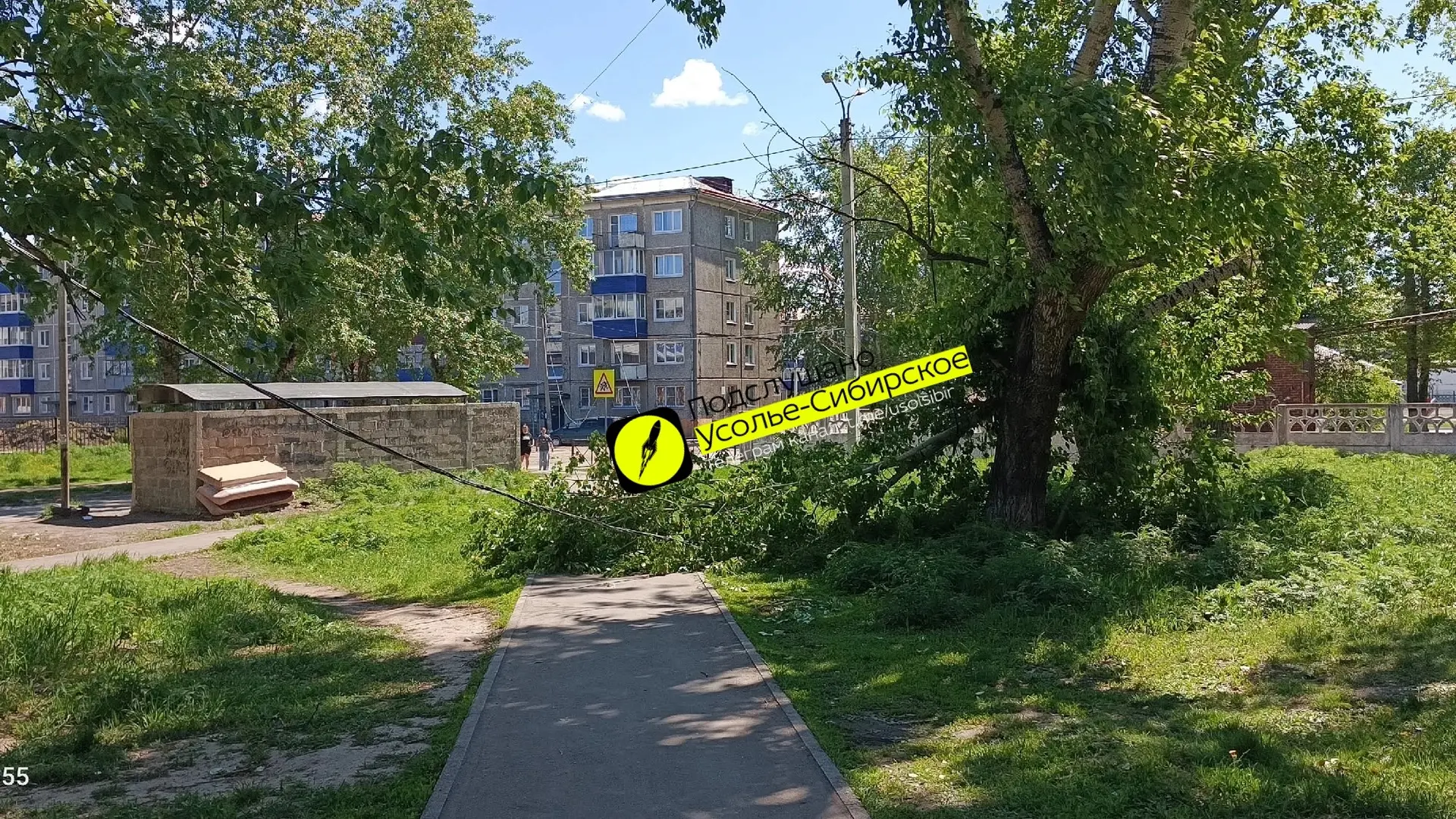 Толбухина 19... Деревья не подстригаются... Рядом школа... Кабелей куча на земле...