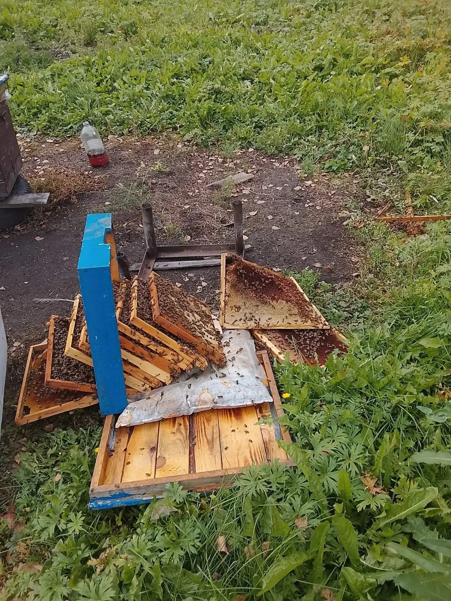 Медведь вновь рядом с городом. Вчера косолапый побывал в дачном посёлке Мичуринец.  У о...