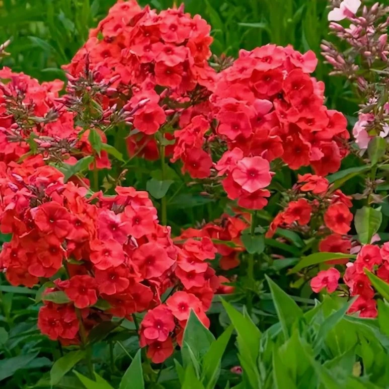 🌸 ФЛОКСЫ — ЖЕЛАННЫЕ ГОСТИ В НАШЕМ САДУ! РЕДКИЕ СОРТА УЖЕ В НАЛИЧИИ