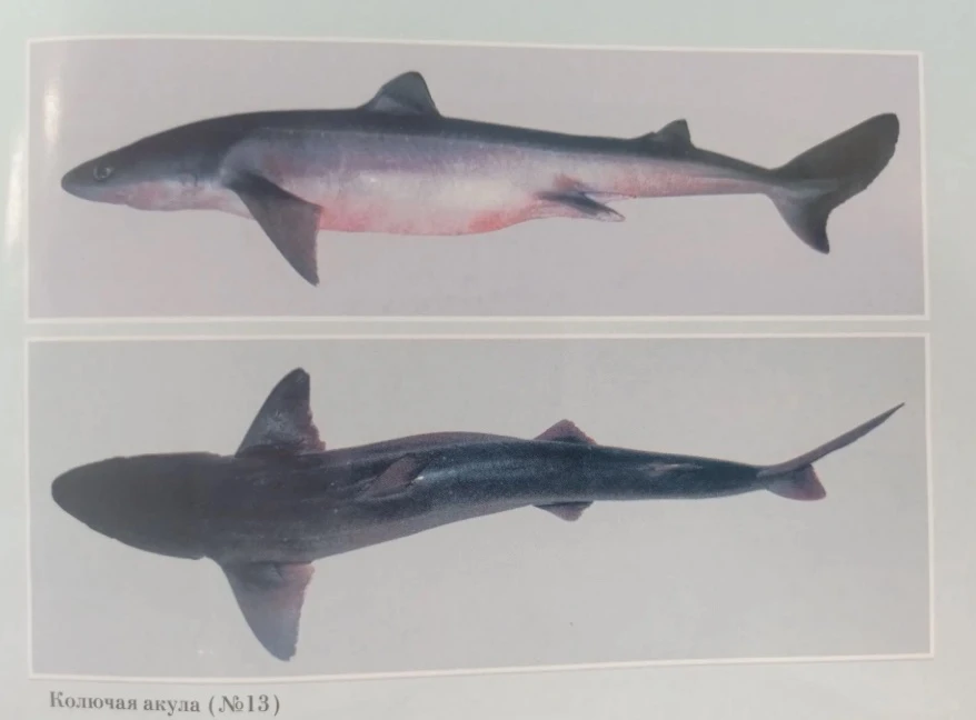 Какие акулы водятся в Японском море и надо ли их опасаться 🦈