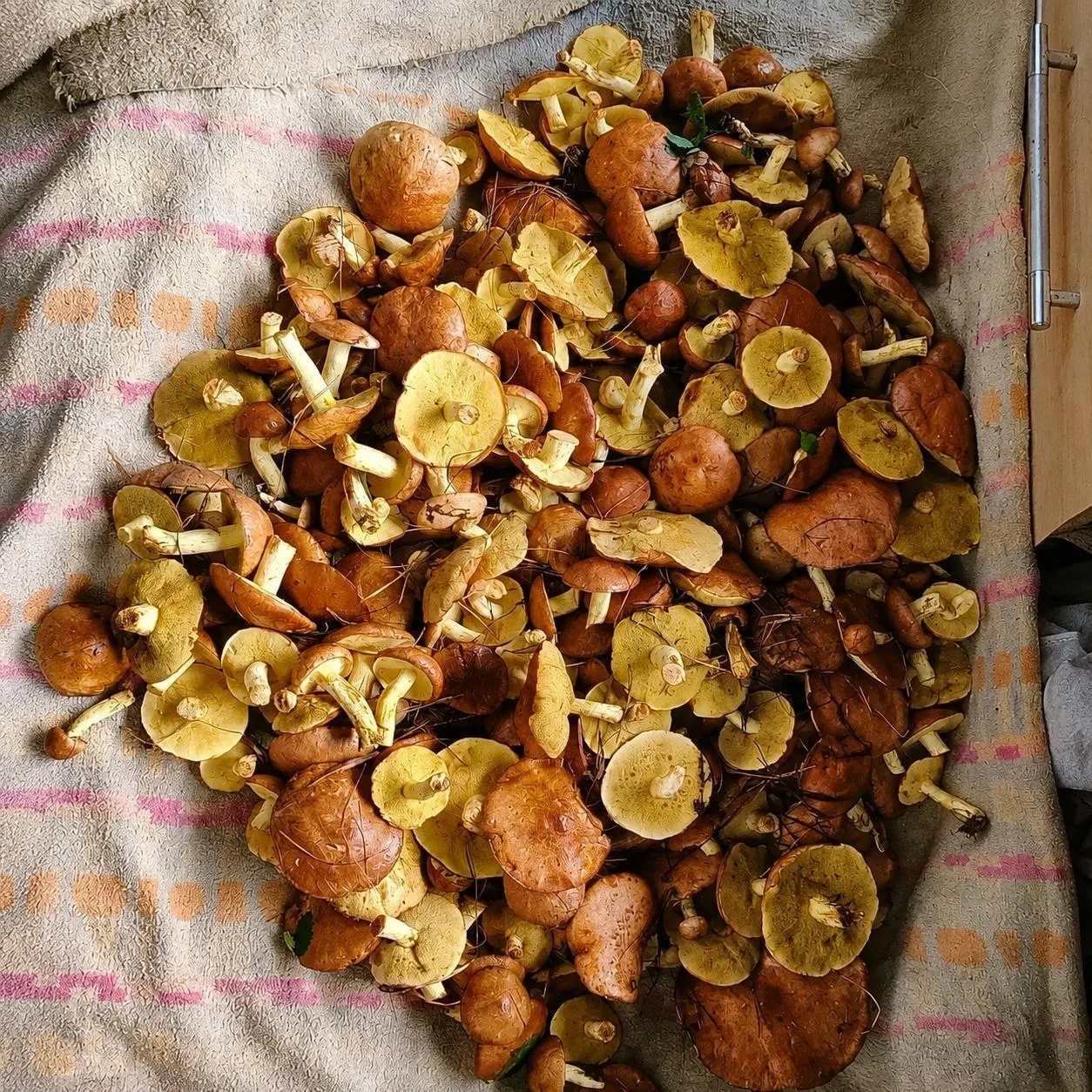 😋Грибной сезон в Кузбассе в самом разгаре 

Уже успели собрать грибочков?

📍 Новокузнецк
👉 Подпис
